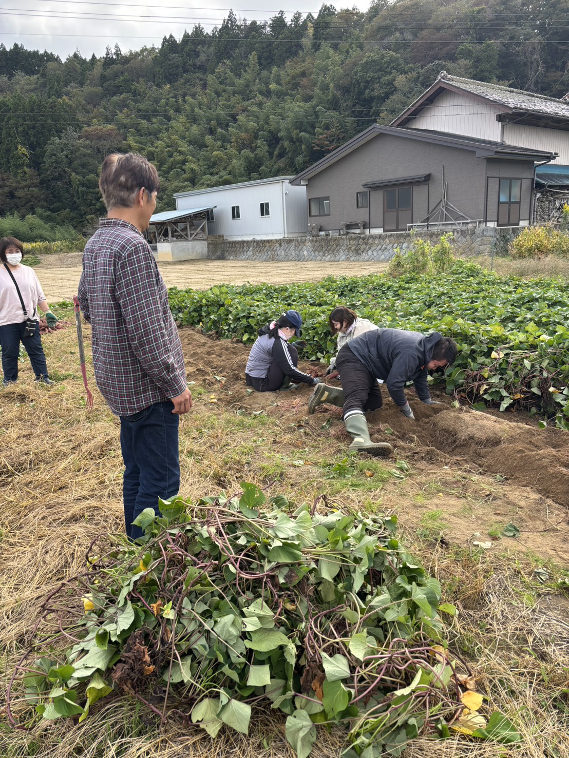 サツマイモ収穫🍠