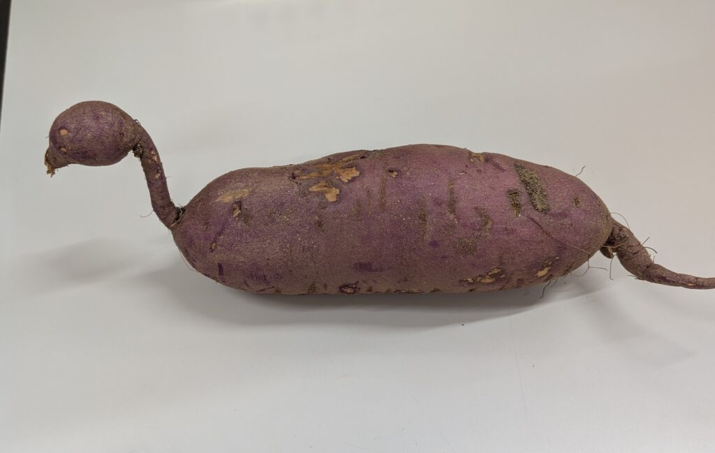サツマイモ収穫🍠