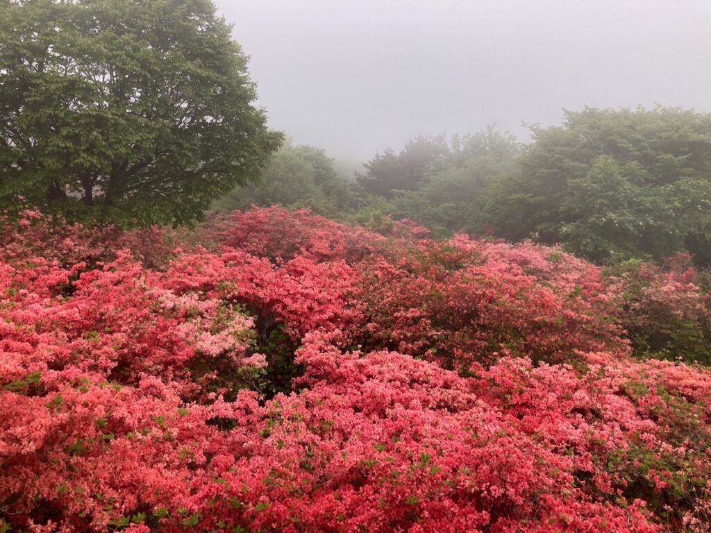 ツツジの山（徳仙丈）へ行ってきました