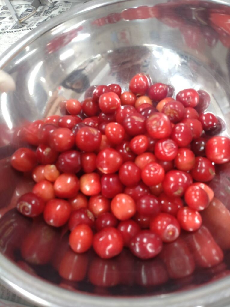 さくらんぼ🍒の季節がやってきました