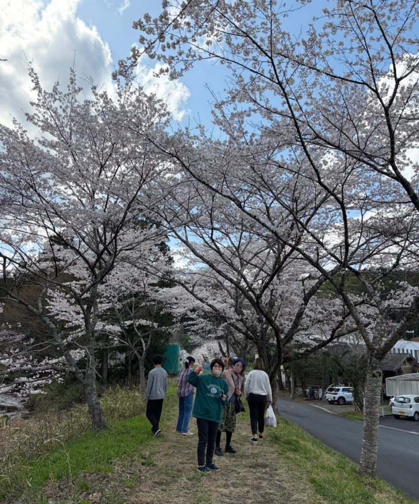 桜が満開🌸