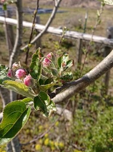 新芽が出てきました