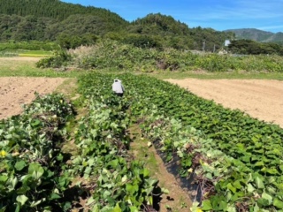 かもみ～るファーム?秋の気配