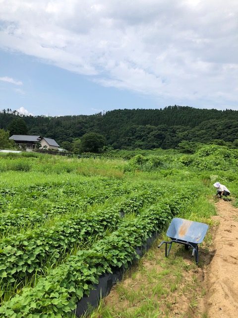 夏の終わりの気仙沼