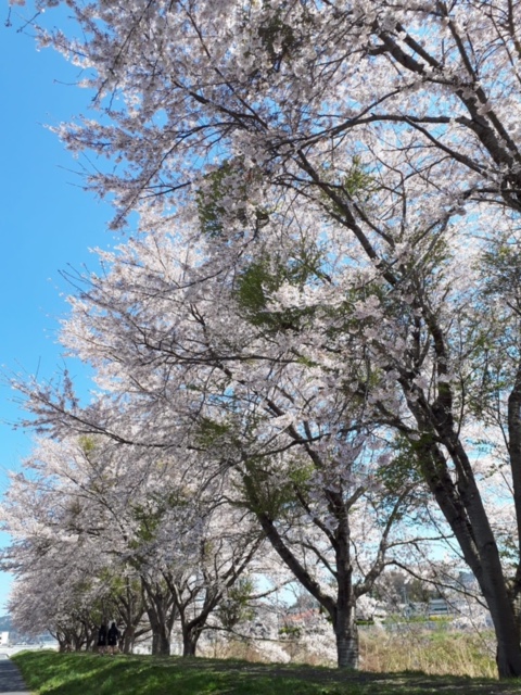 お花見?