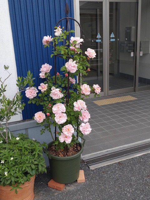 かもみ～るのバラが咲きました🌹