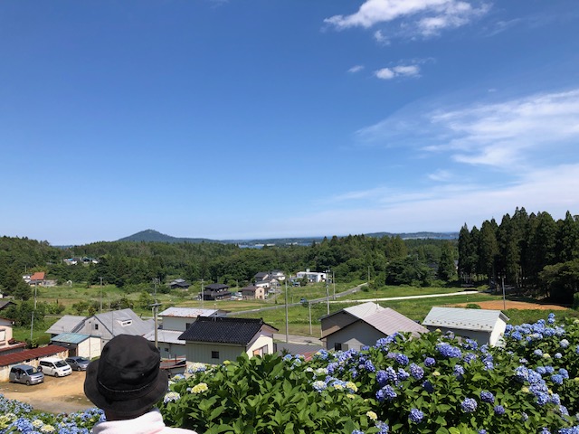 アジサイの丘で
