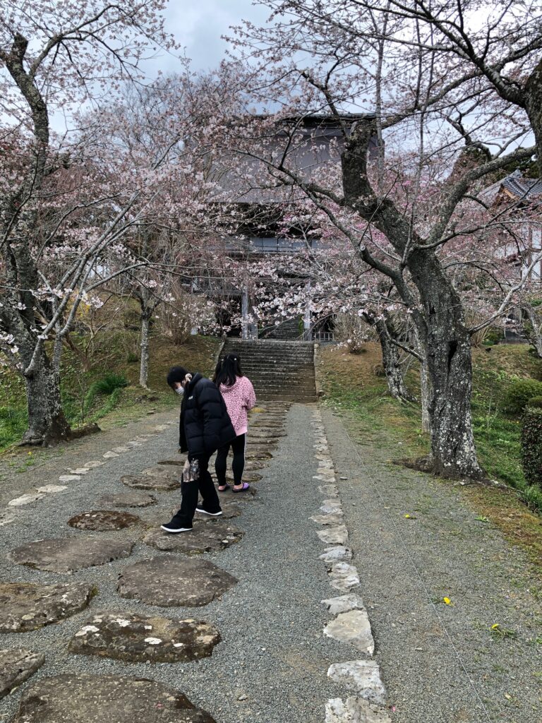 気仙沼　お花見１