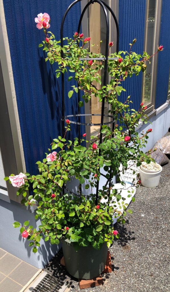 さくらんぼ🍒の季節がやってきました