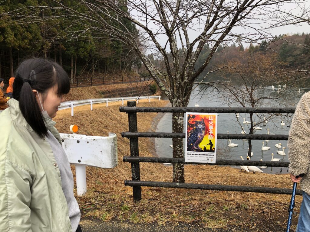 白鳥を見に行きました