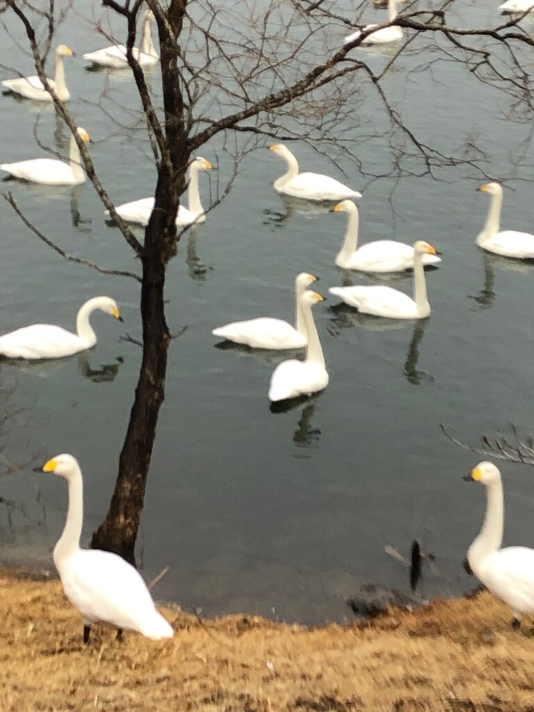 白鳥を見に行きました