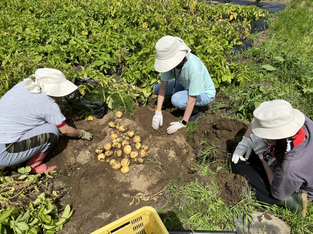 有機栽培・無農薬のじゃがいも、販売します！
